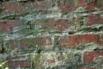 Old Brick Wall at the Kanapaha Botanical Gardens