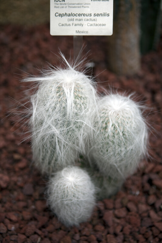 Old Man Cactus