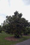 Olosapo Tree