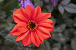 "Olympic Fire" Hybrid Dahlia Flower