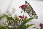 One Butterfly in Flight and one Attached to Flower
