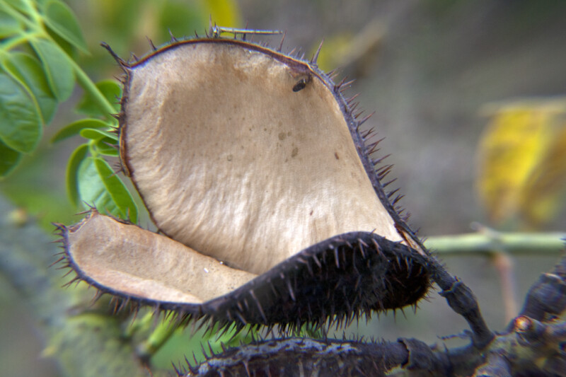 Open Black Seed Pod with Numerous Spines