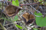 Open Seed Pods with Numerous Spines