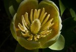 Open Tulip Tree Flower