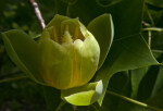 Opening Tulip Tree Flower