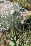 Opium Poppy Buds