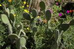 Opuntia leucotricha