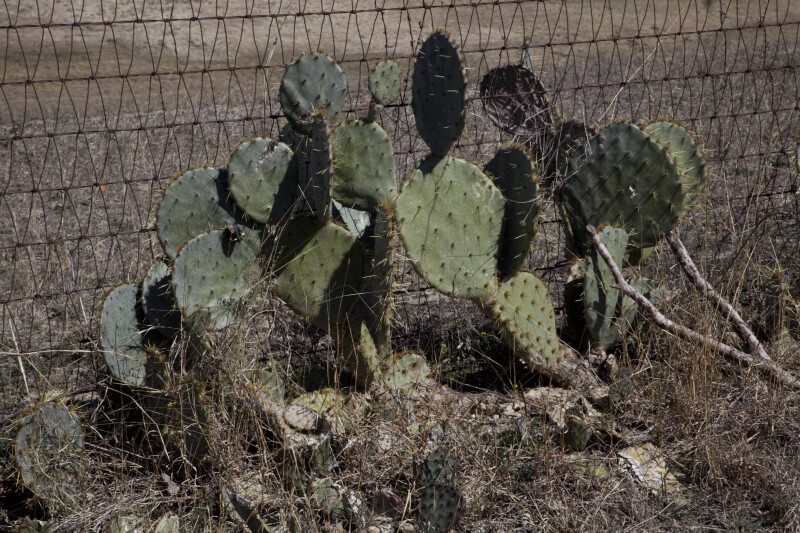 Opuntia , or Paddle Cactus, at the Espada Acequia
