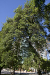 Oracle Oak Tree at Capitol Park in Sacramento