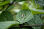 Orange and Black Insect Walking on Green Leaf