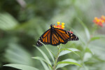 Orange and Black Monarch Butterfly