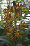Orange Blaze Plant Flowering Stalk