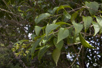 Orange Cestrum Branches