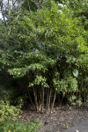 Orange Cestrum Tree