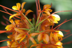 Orange Flowers of a Butterfly Ginger Plant