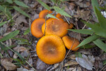 Orange Fungi