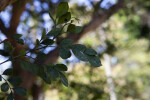 Orange Jasmine Leaves