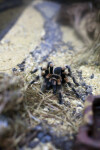 Orange Knee Tarantula