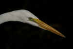 Orange, Narrow Beak of a Great Egret