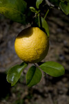 Orange on Tree