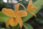 Orange Orchid Flower