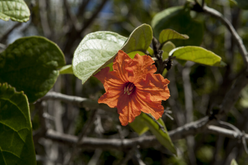 Orange, Ruffled Flower at Biscayne National Park