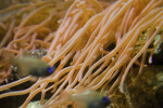 Orange Sea Anemone Tentacles