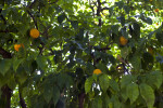 Orange Tree Leaves and Fruit