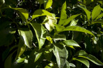 Orange Tree Leaves and Unripe Oranges