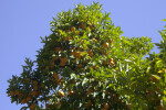 Orange Tree With Cluster of Fruit