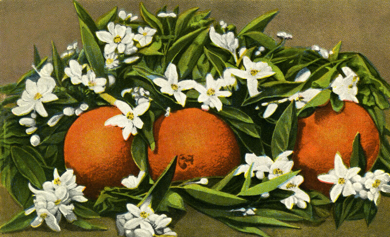 Oranges and Blossoms (painted)