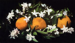 Oranges and Blossoms