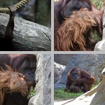Orangutan photographs