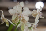 Orchid at the USF Botanical Gardens