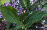 Orchid Leaves with Parallel Veins