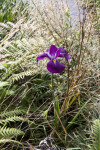 Orchid With Purple Flower