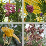 Orchids photographs