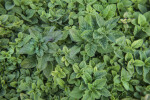 Oregano Leaves