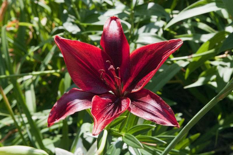 Oriental Lily Flower in the Sun