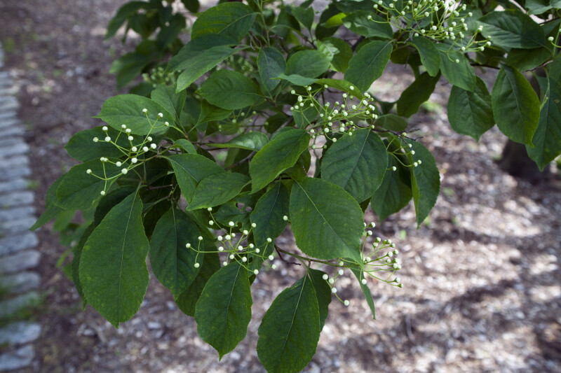 Oriental Photinia Branch