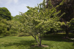 Oriental Photinia Tree