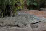 Orinoco Crocodiles on Rocks