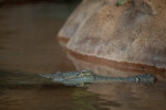 Orinoco Crocodiles Resting