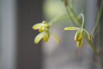 Ornithogalum Auratum Flowers