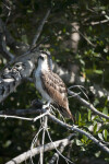 Osprey at Buttonwood Canal