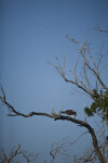 Osprey Eating Fish