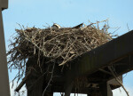 Osprey in Nest