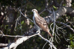 Osprey Looking Left