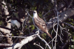 Osprey Looking Straight Ahead