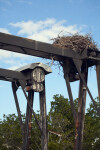 Osprey Nest on Boat Lift